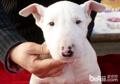 When is the best time to raise a Bull Terrier-